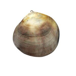 Natural Polished Mother Of Pearl Sea Shell Pendant Charm For Necklace Craft